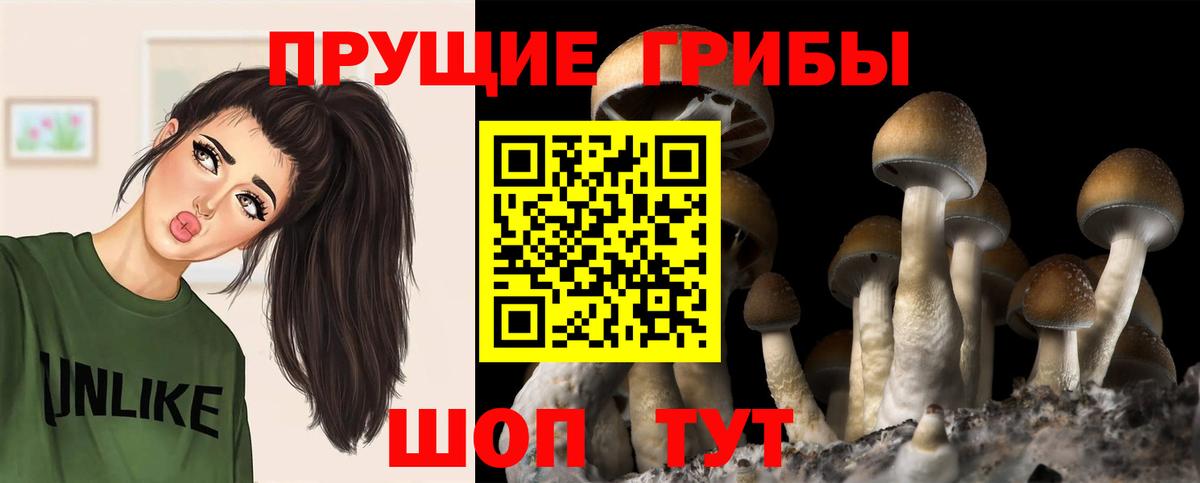 Псилоцибиновые грибы Psilocybe Обнинск